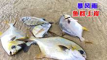 狂风暴雨海边一群金鲳鱼游上岸，一条比一条大，阿聪连喊发财了