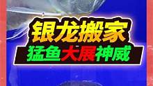 84公分大银龙暴力搬家，一头撞碎加厚捕鱼袋，这波操作堪称一绝 #银龙鱼 #观赏鱼 #水族 