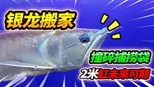 84公分大银龙暴力搬家，一头撞碎加厚捕鱼袋，这波操作堪称一绝