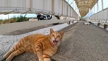 和很多猫一起在渡轮码头走坡道很有趣