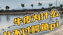 一天视频让您知道牛皮为什么比不过鳄鱼？#鳄珍 
