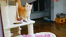 家里最漂亮的红金渐层小猫，上楼之后才发现，姥爷爸爸都比它帅