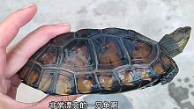 开箱一只非常漂亮的杂交龟，知道是什么杂的吗？