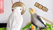 小鹦鹉喜欢敲锣，却遭到了同伴的反对。【马可波罗show】