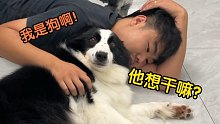 当你突然睡到狗子身边，看看它们会是啥反应？