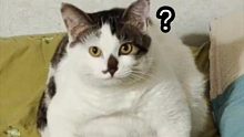 猫：有问题吗？