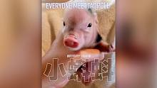 好可怜的小猪猪