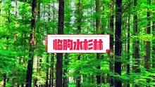 光看看都觉得凉快#临朐 #水杉林 #旅行推荐官 #避暑胜地