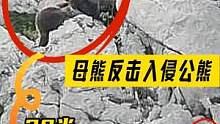 疯狂的陌生公熊想追求母熊并杀死它的熊崽，结果一起掉下20米悬崖  #棕熊 #熊妈妈和熊宝宝#动物世界