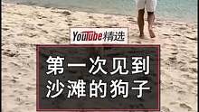 小狗艾迪第一次到沙滩玩，太过激动居然直接一头跳进了水里#狗 #搞笑 #宠物 