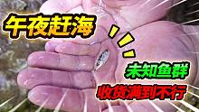 午夜12点海边赶海，发现神秘鱼群搁浅海滩，最后收货竟然意想不到