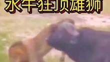 水牛狂顶雄狮吓得狮子连连后退#动物世界 #精彩片段 #狮子 #水牛 #热门 #万物皆有灵性 #动物 