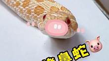 蠢萌的小猪鼻，这么多提示我的求生欲也是拉满了#爬宠 #异宠 #宠物蛇 #养爬姑娘 #猪鼻蛇