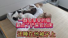 一群会享受的猫霸占了铲屎官的床，还睡在他被子上