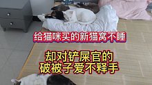 给猫咪买的新猫窝不睡，却对铲屎官的破被子爱不释手