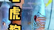 一直不明白，为啥这种七彩神仙鱼叫老虎狗！？？？
#观赏鱼 #七彩神仙鱼繁殖 #渔场 #神奇动物在抖音