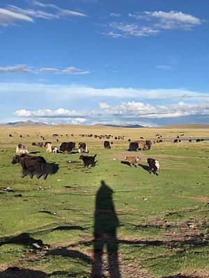 夏季的青藏高原～#草原 #旅行