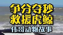 您愿意救助搁浅的虎鲸吗？#动物世界 #人与自然和谐共处 #万物皆有灵性 
