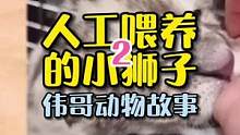小狮子为何会被妈妈抛弃呢？#动物世界 #万物皆有灵性 #萌宠 
