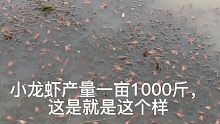 小龙虾亩产达到1000斤就这个样，虾苗密度高得惊人，请求吃货支援