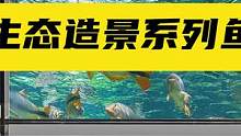 南美水族生态造景底滤缸诞生记（二）：外观用材及过滤系统#南美缸 #底滤缸 #鱼缸制作 #龙鱼缸 #养