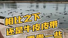 相比之下还是牛皮皮带更贵一些？#鳄珍 
