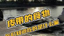 皮带的食物到底是什么？#鳄珍 