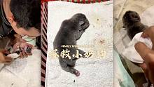 拯救出生后僵硬的小奶狗