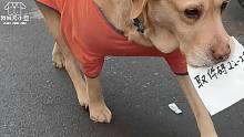 狗狗借拿快递出门散步，这智商肯定能上大学