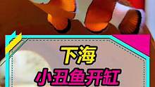 开缸养小丑鱼，其实还挺简单的啊~#水族 #海水鱼  