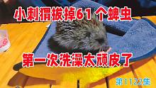 给上门求助的小刺猬拔掉61个蜱虫，小家伙第1次洗澡太顽皮了