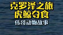 高清原声探秘虎鲸聚集地，及海豹、企鹅们的生活！#纪录片 #动物世界 #配音 