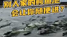 要是被人家的鳄鱼池，能随便进吗？#鳄珍 
