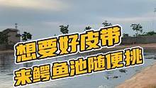 来鳄鱼池里挑皮带吧！#鳄珍 