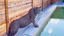 第一次看到家庭泳池，美洲狮梅西什么反应？
