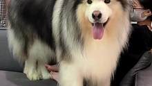 #阿拉斯加犬 这么大狗了还要贴贴#被里宠物喷雾