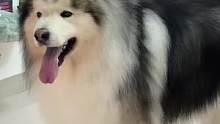#阿拉斯加犬 它怎么做到又大又可爱的