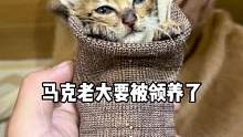 流浪猫老大断奶了，今天要送人了。马克很伤心。。#莱野冻干#莱野#幼猫饲养 