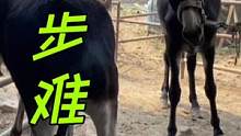 10岁瘸驴一天比一天拐，腿长鞋大寸步难行，刀切空壳抠脚心，痛快#来抖音学农技 #修蹄 #毛驴 