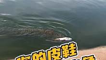 你的皮鞋为什么不吃鱼呢？#鳄珍 #万般滋味皆是生活