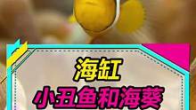 小丑鱼躲进海葵的画面真爱了~#水族 #小丑鱼 