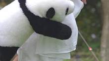 他们正在努力给你想要的关于大熊猫的一切！把你想要的在评论区留言吧！@熊猫光年
