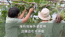 【海妈花园生活】海妈探秘外婆菜地 边摘边吃不停歇