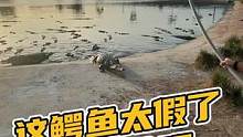 这鳄鱼太假了都不动呀！#鳄珍