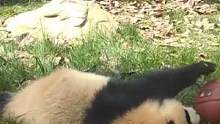 它看起来真的好好rua啊！！！#熊猫 #这也太可爱了吧 #娱乐评论大赏 