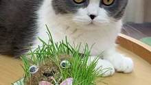 自制猫草娃娃后续，已经连续两天做噩梦了……#铲屎官的乐趣 #萌宠出道计划