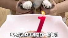 1岁的粽子，希望我的宝宝可以一直健康快乐，谢谢大家的喜欢 #宠物生日 #治愈猫咪 #萌宠 #抖in萌