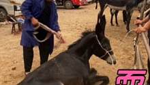 “龟壳蹄”拐子驴一蹦三跳，吊起耍赖瘫地讨苦吃，尥蹶子防不胜防#来抖音学农技 #修蹄 #毛驴 
