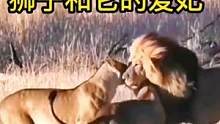狮子和它的爱妃们#动物世界 #动物 #狮子 #精彩片段 #热门 #万物皆有灵性 