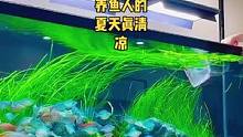 养鱼人的夏天真清凉#养鱼日记 #南美缸 #养鱼养心 #玻璃缸中的大自然 #鱼缸造景
